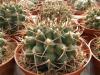 Gymnocalycium  schickendantzii P17I