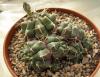 Gymnocalycium damsii  v. multiproliferum