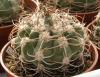 Gymnocalycium castellanosii