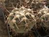 Gymnocalycium glaucum