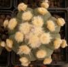 Astrophytum SENAS  cv. 'Ooibo'