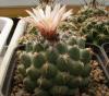 Coryphantha maiz-tablensis