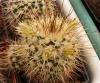 Mammillaria beiselii