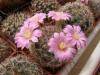 Mammillaria longiflora