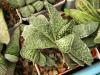 Gasteria gracilis