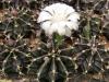 Gymnocalycium mihanovichii cv Hibotan