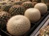 Mammillaria  candida SB280