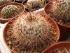 Mammillaria gigantea L1118