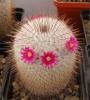 Mammillaria  dixanthocentron P322