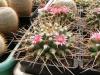 Mammillaria centricirrha