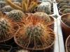 Mammillaria apozolensis v. saltensis