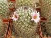 Mammillaria angelensis