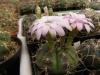 Gymnocalycium damsii  v. evae STO 983