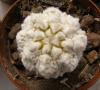 Astrophytum asterias cv. 'Kikko' SNOW