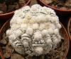 Astrophytum   asterias  cv. 'Kikko' SNOW f cristata