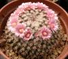 Mammillaria pseudocrucigera P491