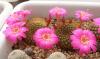 Rebutia violaciflora