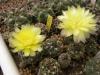 Gymnocalycium  andreae P199