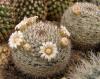 Mammillaria ritteriana