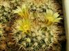 Mammillaria petrophila