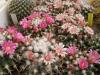 Mammillaria rioverdense REP 1123 2