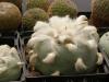 Lophophora lutea