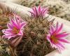 Mammillaria blossfeldiana