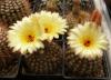 Notocactus concinnus  v. nigrispinus