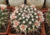 Mammillaria magnimamma SB1325