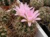 Gymnocalycium horridispinum