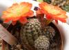 Rebutia gracilispina FR1118