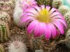 Echinocereus palmeri