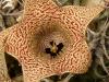 Huernia lodarensis