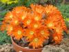 Rebutia heliosa