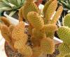 Opuntia microdasys v. rufida red sp