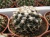 Mammillaria magnimamma SB40, super thick curly spines