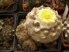 Copiapoa  barquitensis