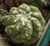 Thelocactus hexaedrophorus cv brivispinus RARE! NEW!