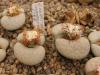 Lithops vallismariae 'margarethae' C166