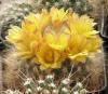 Mammillaria/Dolichothele baumii