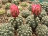 Gymnocalycium quehlianum  v. albispinum  cv. Red fl