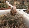 Gymnocalycium striglianum Lujan de Cuyo