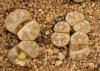 Lithops werneri C188