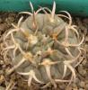 Gymnocalycium  stellatum  v. paucispinum