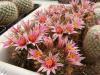 Mammillaria mainiae black sp