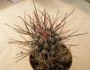 Sclerocactus  spinosior v schlesseri  RP136