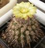 Islaya  copiapoides