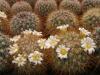 Mammillaria discolor v. longispina Rog 466