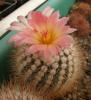 Notocactus  horstii  v. roseiflorus X