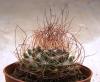 Mammillaria lewisiana